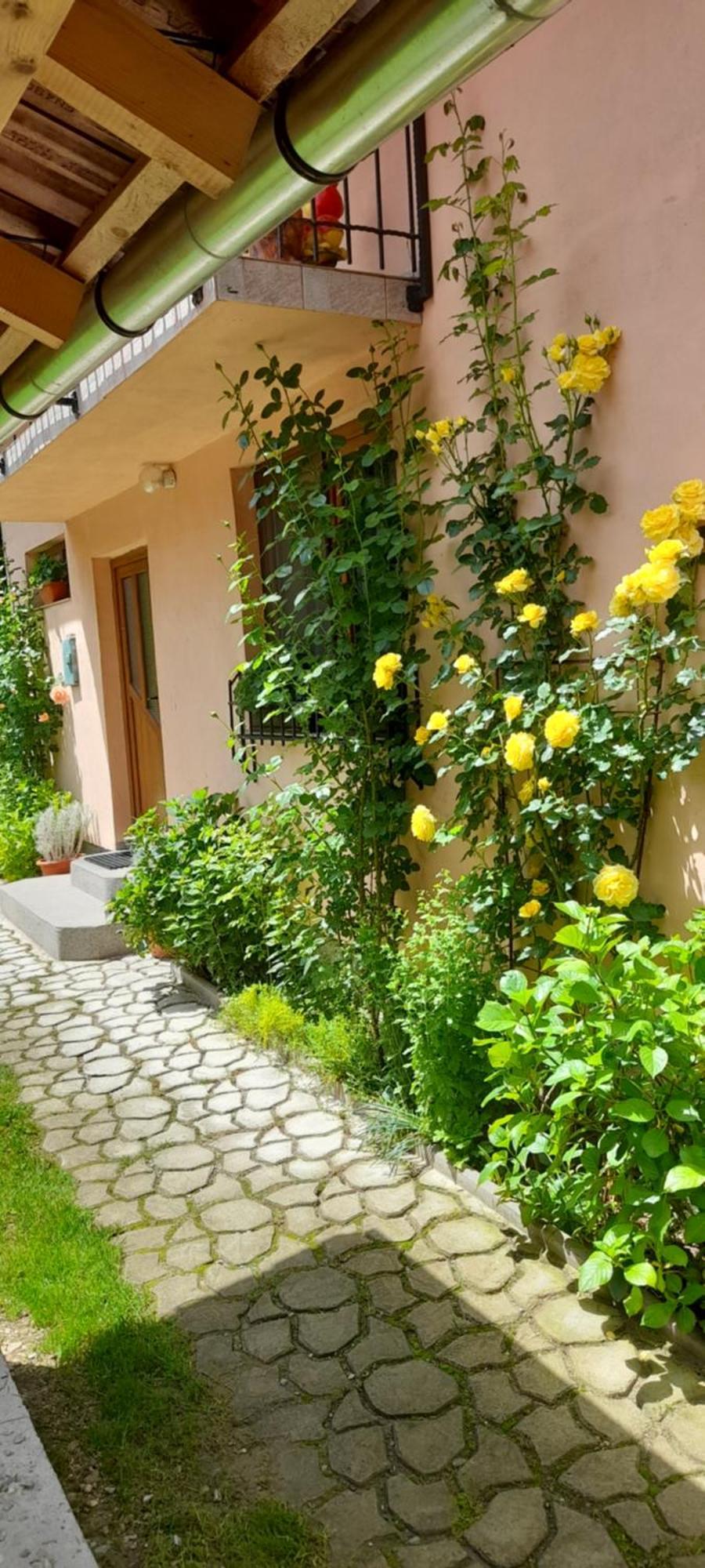 Villa Casa Iulia & Matei Cîrţişoara Exterior foto